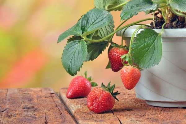 Quel paillage utiliser pour des fraisiers ?